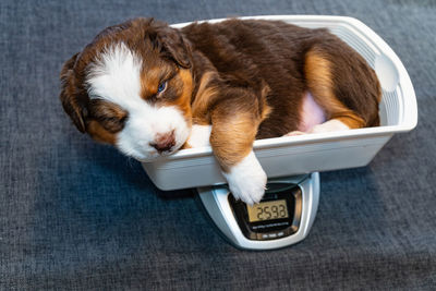 High angle view of dog sleeping