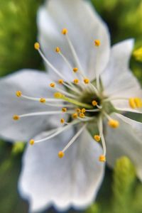 Close-up of white flowering plant