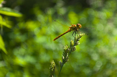 Close-up of dragonfly on plant