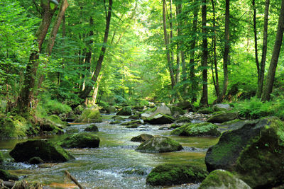 Scenic view of stream amidst trees in forest