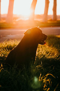 View of dog on field at sunset