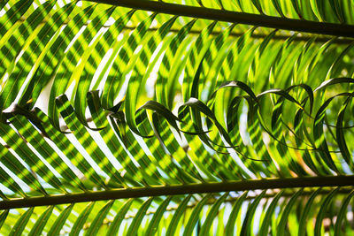 Full frame shot of palm leaves