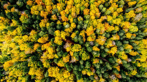Close-up of fresh green leaves