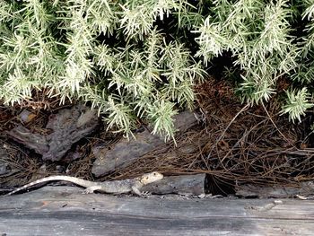 Close-up of plants