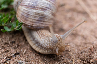 Close-up of snail on land