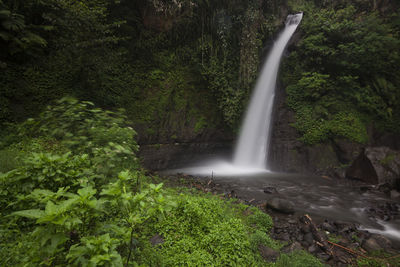 Scenic view of waterfall in forest