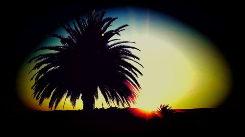 Low angle view of silhouette palm trees against sky at night