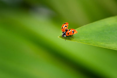 Close-up of ladybug on leaf