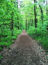 Dirt road amidst trees in forest