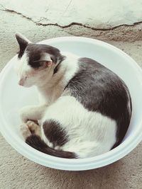 High angle view of cat sitting