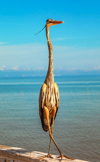 Heron standing on pier with blue sea background