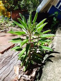 High angle view of potted plant in yard