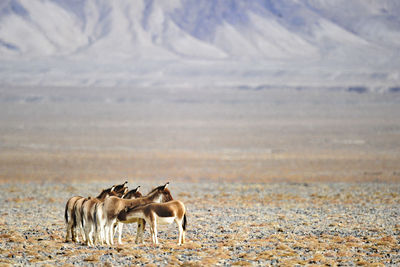 Animals on field against mountain