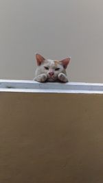 Portrait of cat relaxing on wall