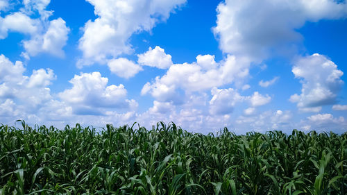 Millet plants field against a blue sky with white clouds