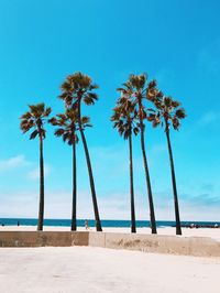 Palm trees on beach against clear blue sky