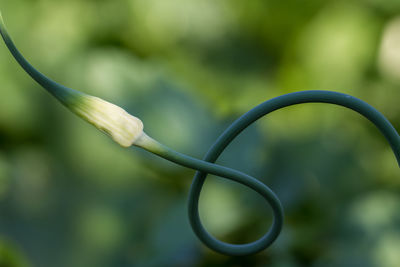 Close-up of garlic scape