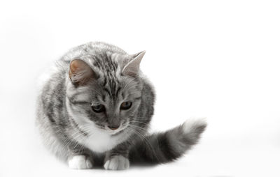 Close-up of cat against white background