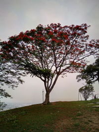 Tree against clear sky