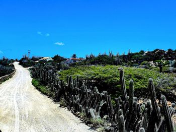 Panoramic shot of road amidst trees against clear blue sky