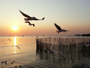 Seagulls flying over sea during sunset