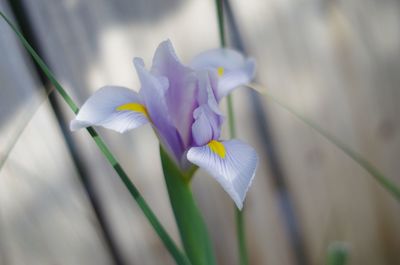 Close-up of flower blooming outdoors