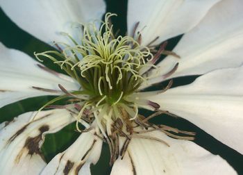Close-up of white flowers