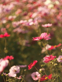 Close-up of pink flowering plant