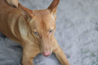 Close-up portrait of a dog