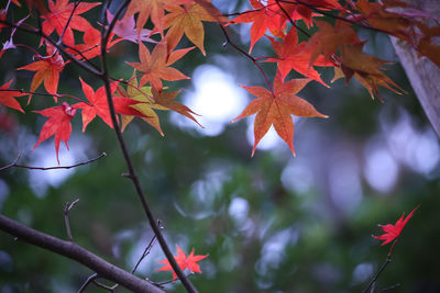 Close-up of tree during autumn