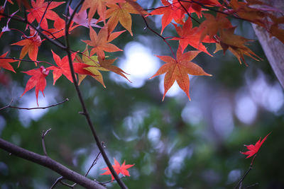 Maple leaf /autumn / plant / red leaf