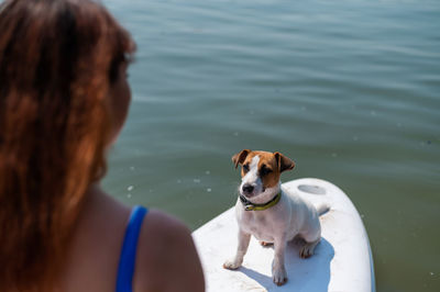 Rear view of woman with dog in water