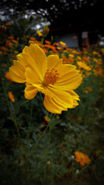 Close-up of yellow flowering plant on field