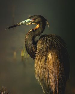 Close-up of a bird