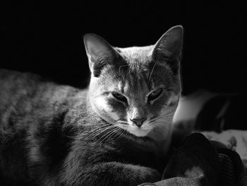 Close-up portrait of a cat at home