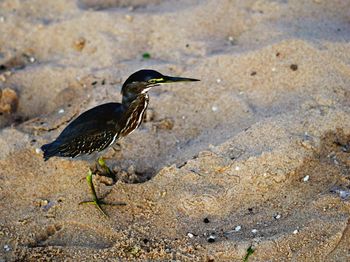 High angle view of bird perching on land