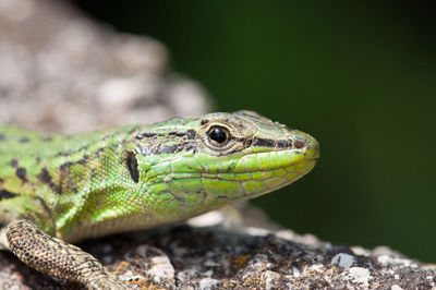 Close-up of lizard