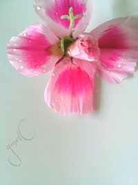 Close-up of pink flowers