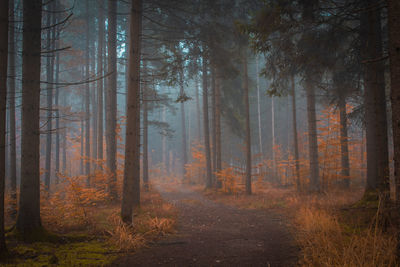 Trees in forest during autumn