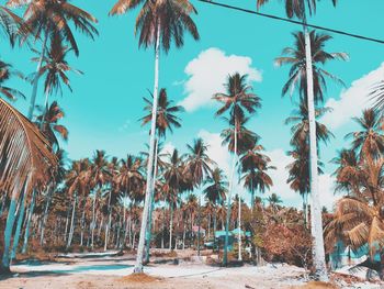 Palm trees on beach against sky