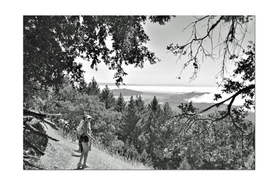 Trees on landscape against mountain range