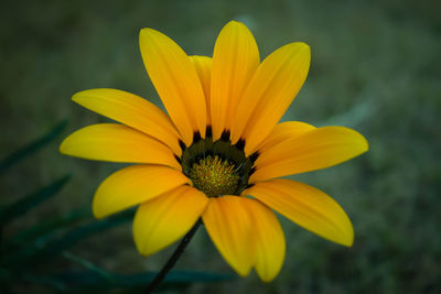 Close-up of yellow flower blooming outdoors