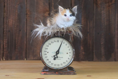 Close-up of a cat on the table