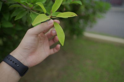 Close-up of hand holding plant