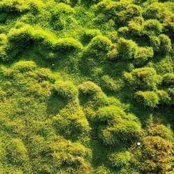 High angle view of trees growing on field