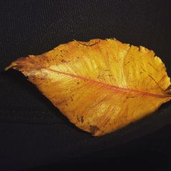 Close-up of leaves on ground