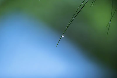 Close-up of wet plant against blue sky