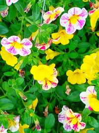 High angle view of pink flowering plants