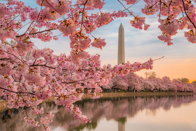 Pink cherry blossoms in lake