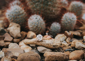 Close-up of ring on pebble against cactus